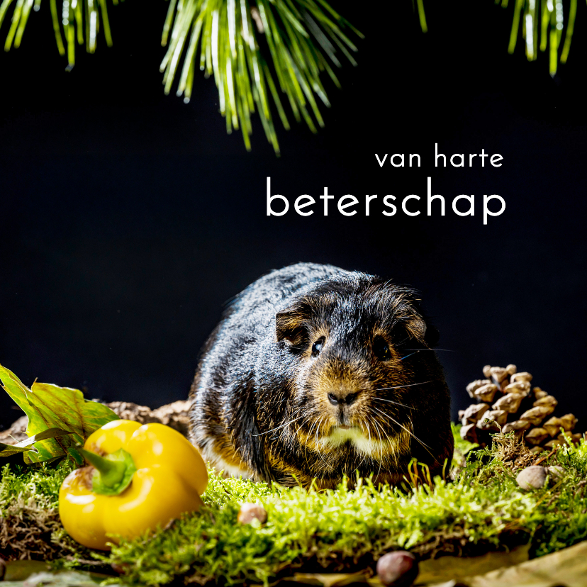 Beterschapskaarten - Beterschap cavia met paprika