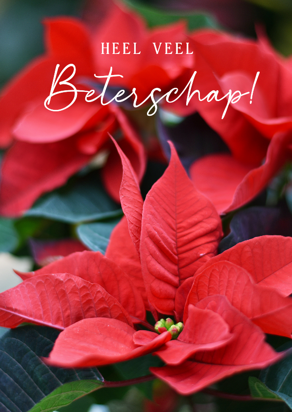 Beterschapskaarten - Klassieke beterschapskaart met een foto van een kerstster 