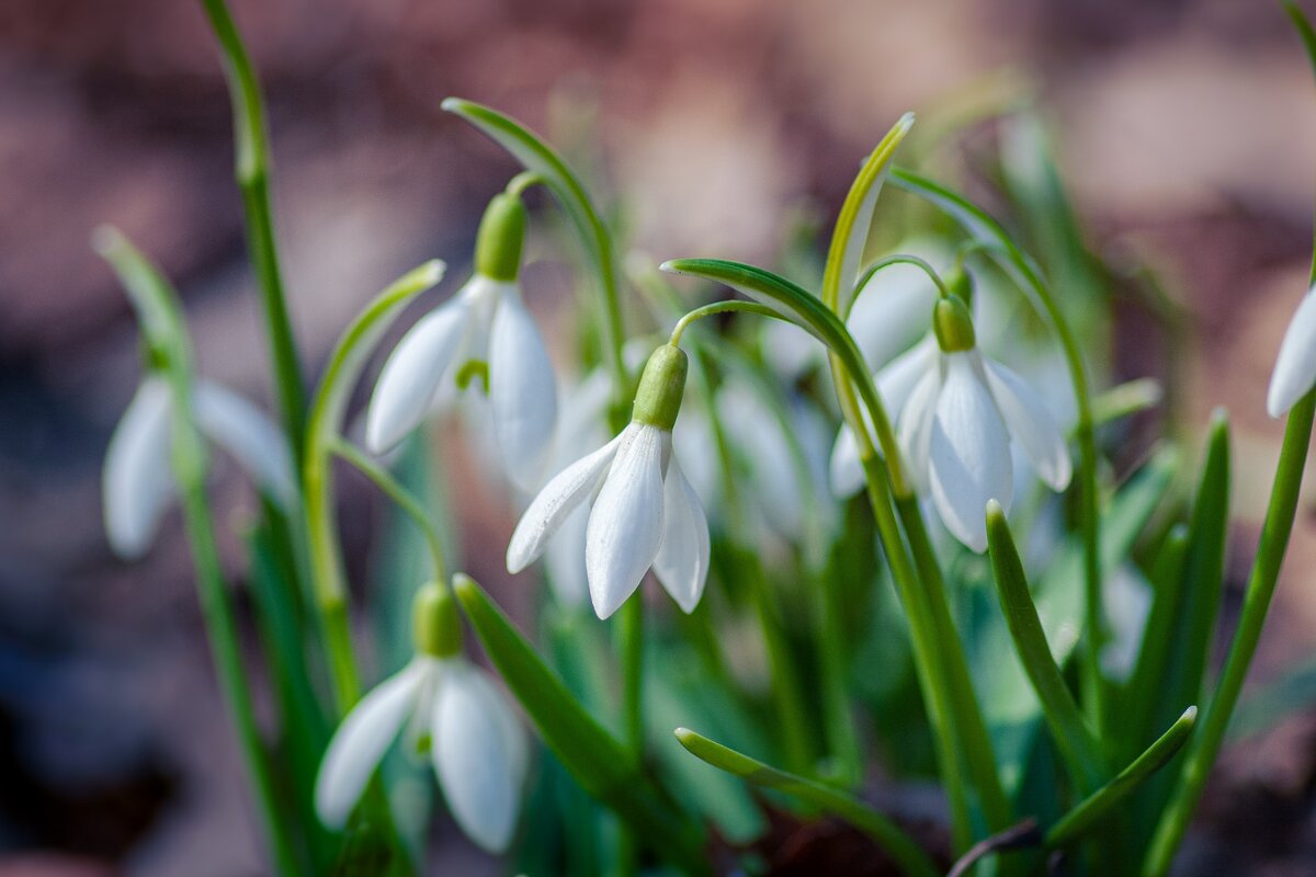 Bloem januari