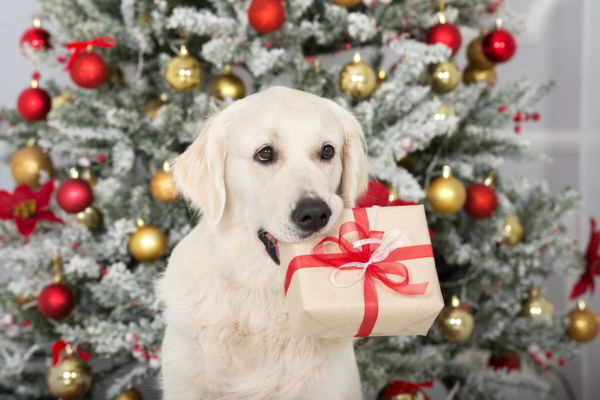 Geruststellen Wegversperring handelaar Kerstkaart met je hond: tips voor je foto's - Kaartje2go Blog