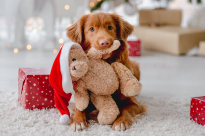 kerstfoto hond