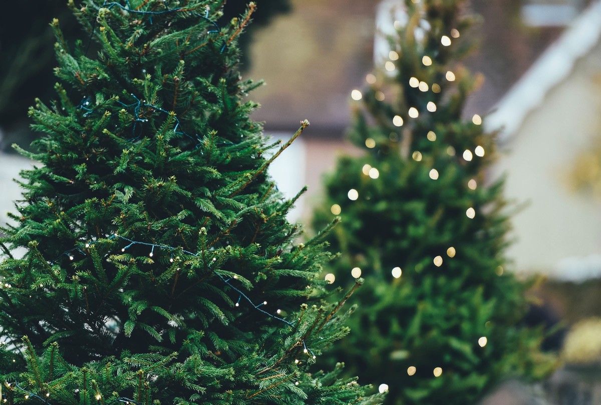 Vervolg Malaise gastvrouw Echte kerstboom of kunstkerstboom kiezen? - Kaartje2go blog