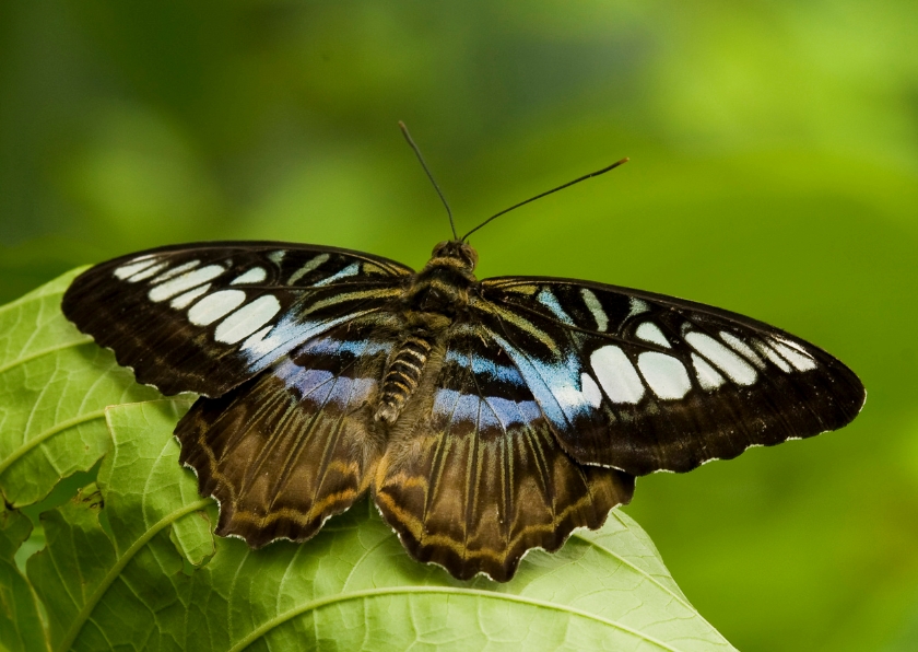 Bruin witte vlinder Dierenkaarten | Kaartje2go
