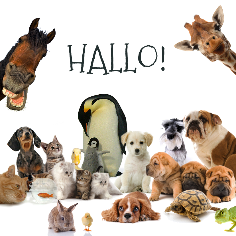 mooi zo gracht Toevoeging Dierenkaart met allemaal verschillende dieren | Kaartje2go