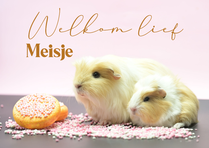 Felicitatiekaarten - Felicitatie kaart moeder cavia met baby