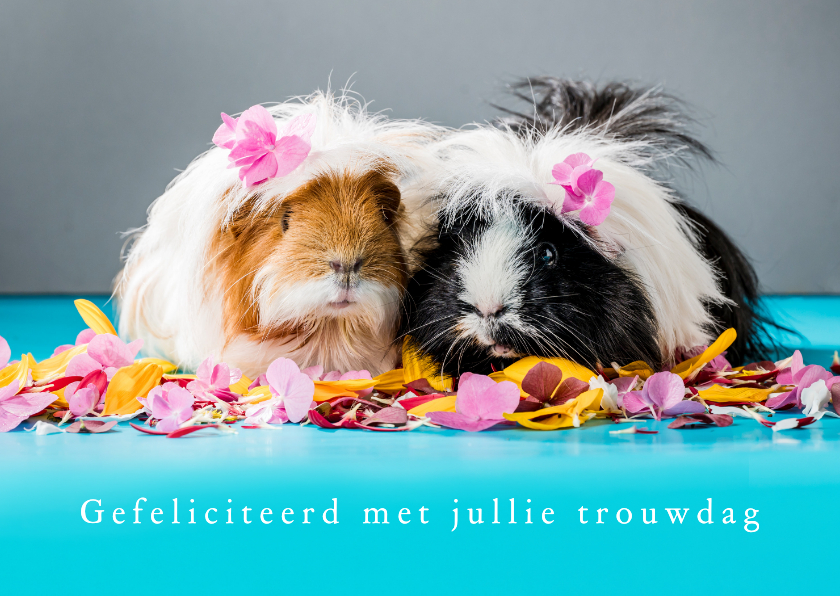 Felicitatiekaarten - Felicitatiekaart trouwdag cavia's 