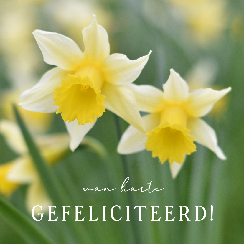 Felicitatiekaarten - Vrolijke lente felicitatiekaart met gele narcissen