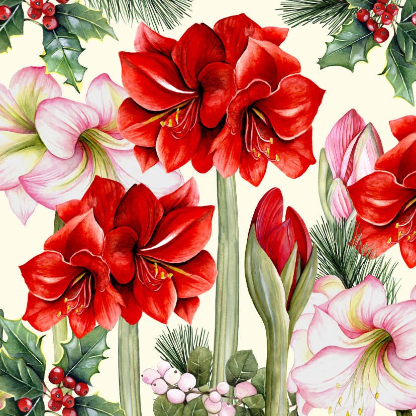 Kerstkaarten - Kerst amaryllis bloem en knop