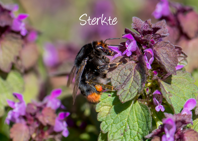 Sterkte kaarten - Dierenkaart sterkte met prachtige paarse bloemen mooie bij