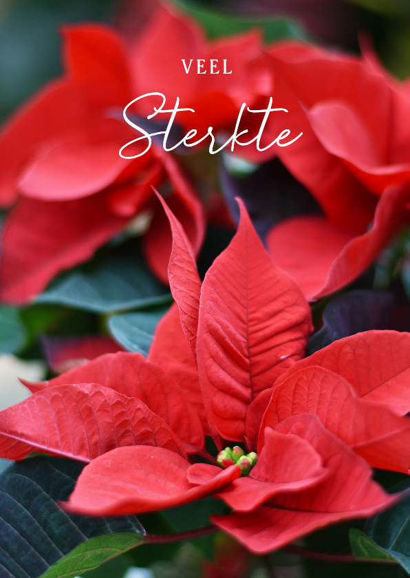 Sterkte kaarten - Sterkte kaart met foto van rode poinsettia plant