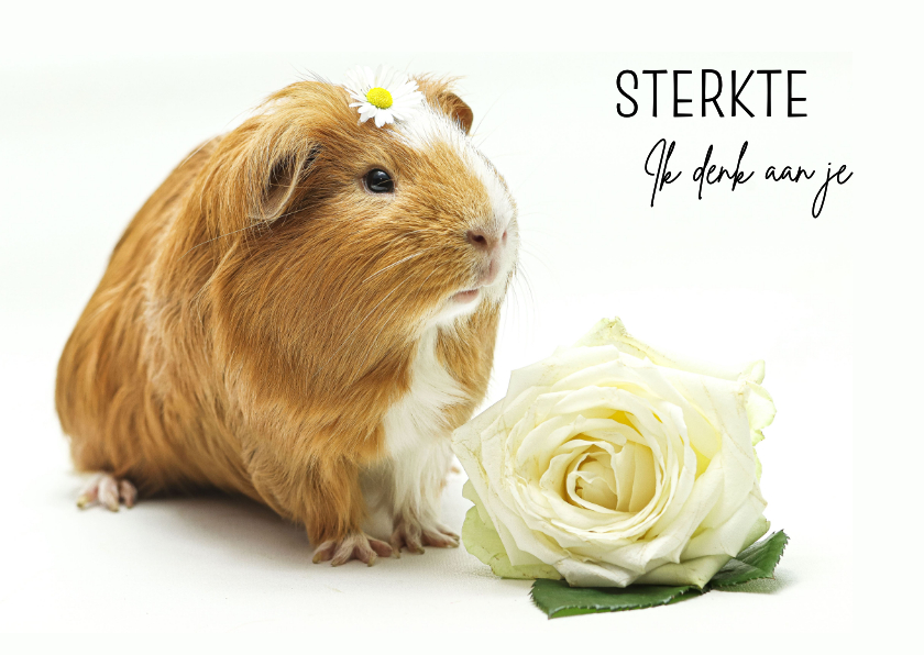 Sterkte kaarten - Sterkte kaartje met lieve cavia 