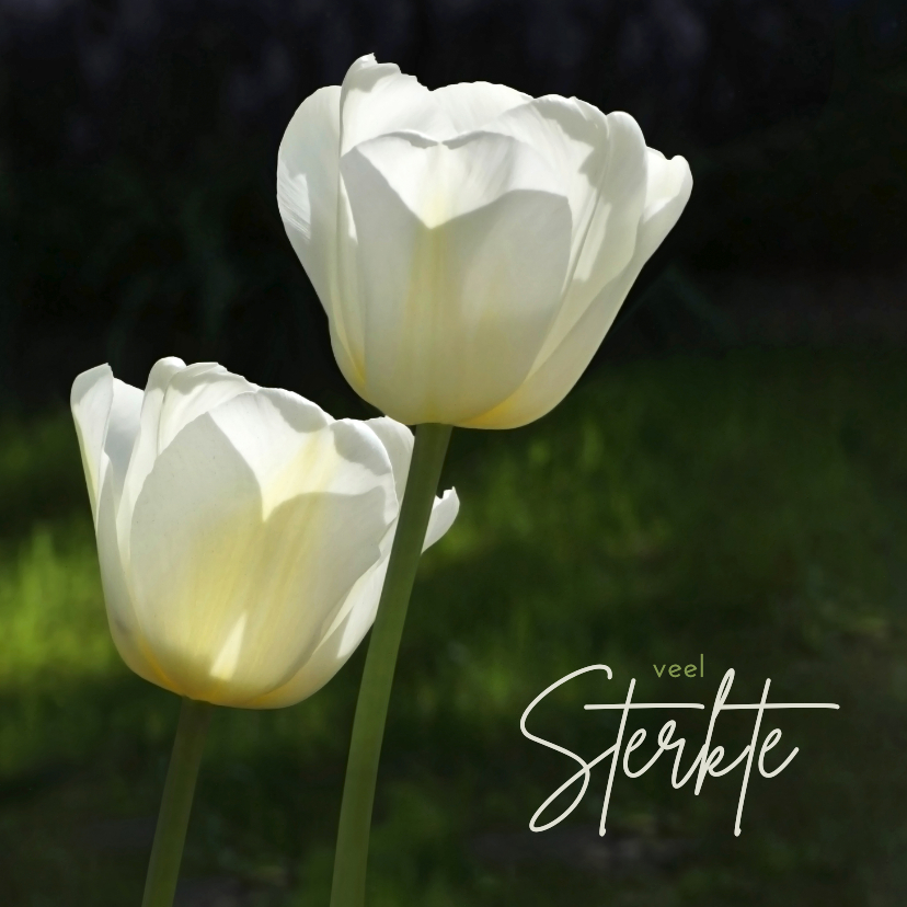 Sterkte kaarten - Sterkte witte tulpen