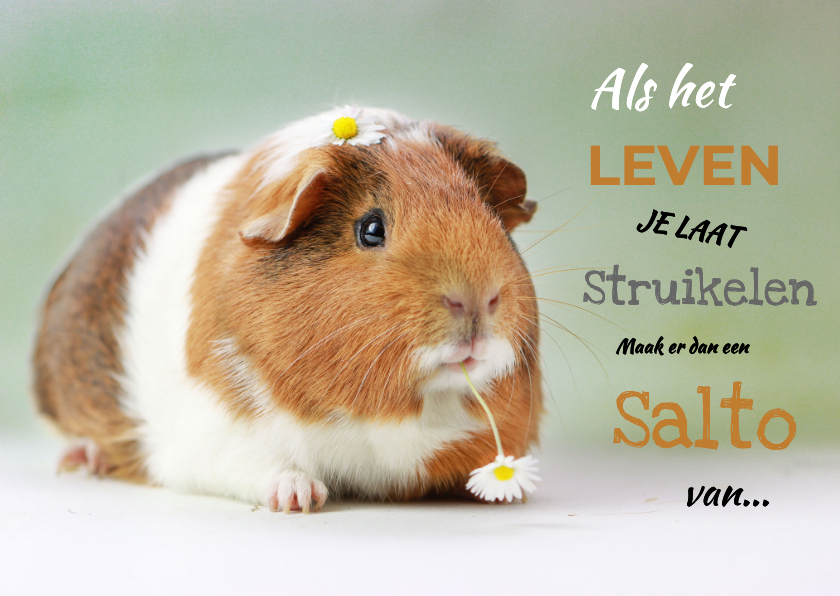 Sterkte kaarten - Sterktekaartje als het leven je laat struikelen cavia