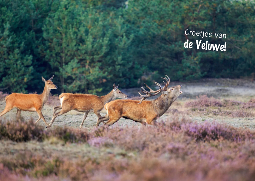 Vakantiekaarten - Vakantiekaart groeten van de Veluwe!