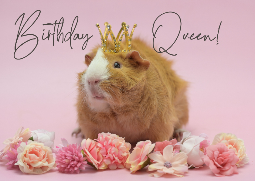 Verjaardagskaarten - Verjaardagskaart cavia als 'Birthday Queen'