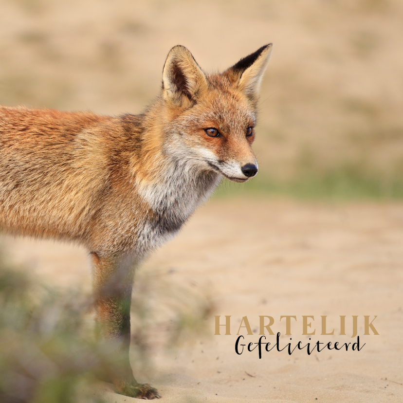 Verjaardagskaarten - Verjaardagskaart foto van vos in de duinen