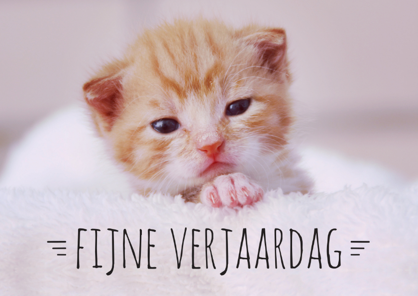 Verjaardagskaarten - Verjaardagskaart kitten