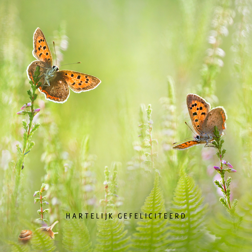 Verjaardagskaarten - Verjaardagskaart vlinders in de zomer