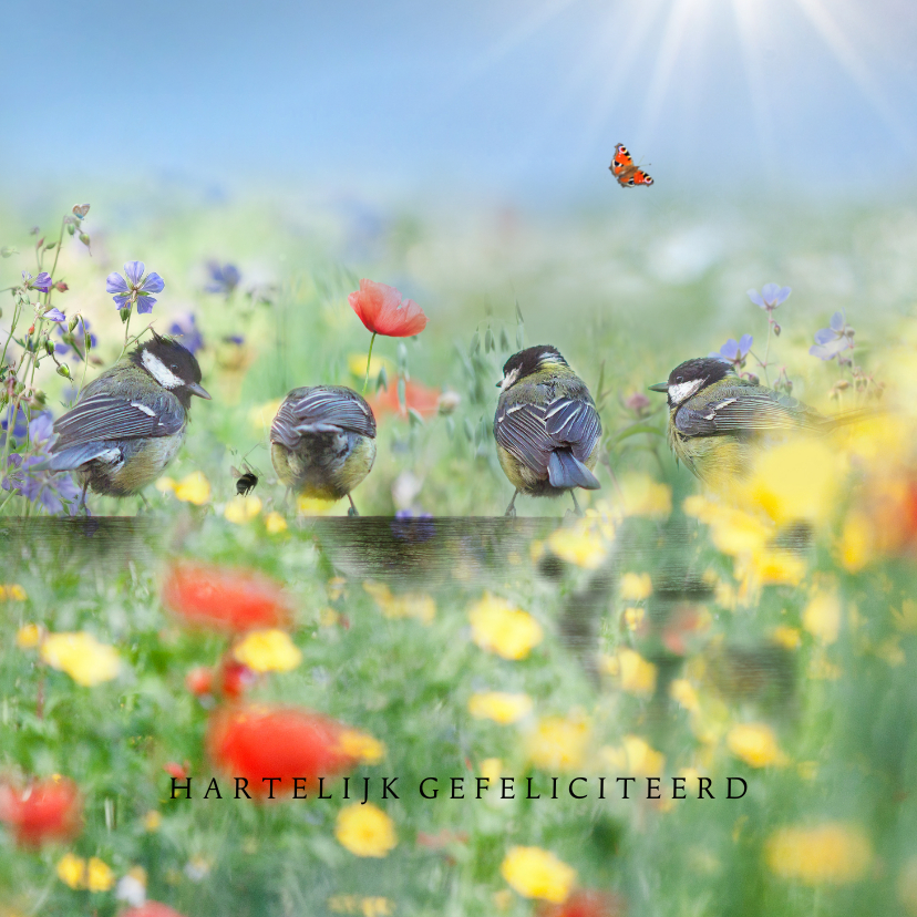 Verjaardagskaarten - Vrolijke zomer met vogels