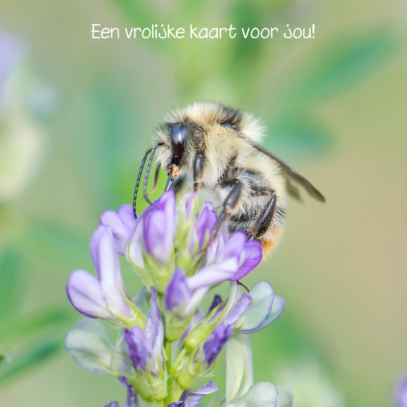 Wenskaarten - Bloemenkaart met paarse bloem en mooie hommel