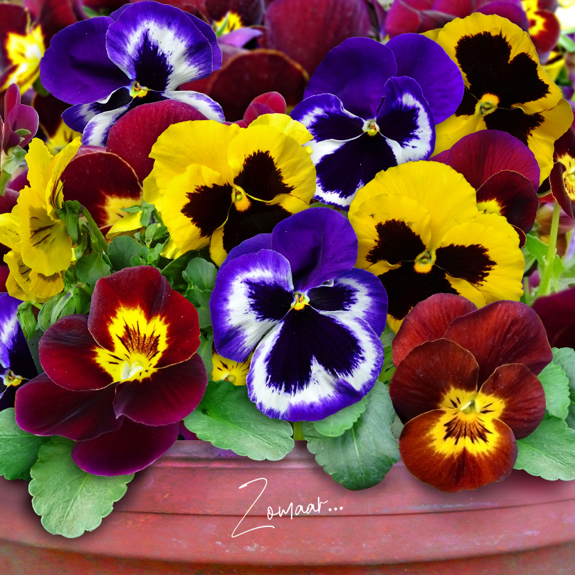 Wenskaarten - Bloemenkaart violen in fleurige kleuren in pot