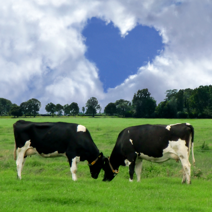 Wenskaarten - Echte liefde Koeien