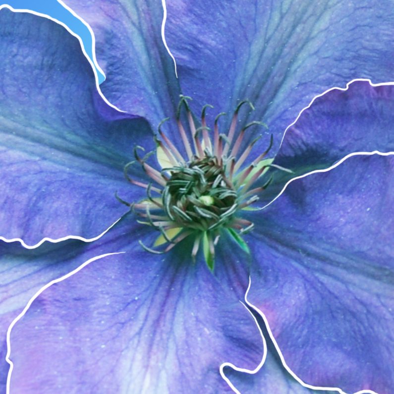 Wenskaarten - Grote afbeelding bloem paars