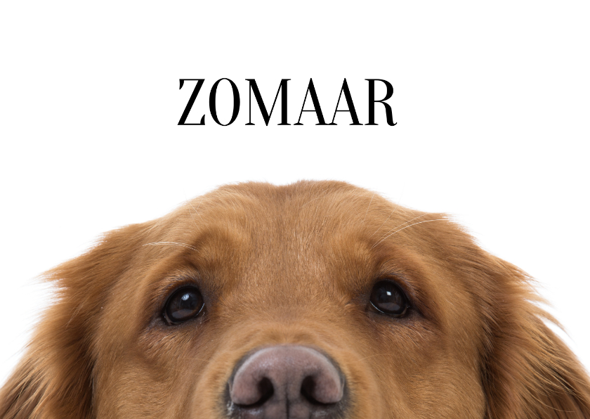 Wenskaarten - KNGF Geleidehond dierenkaart als je het niet verwacht