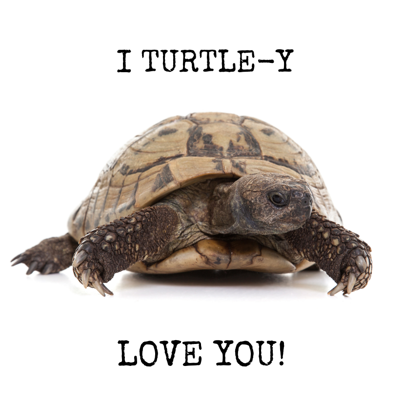 Wenskaarten - Liefde - I Turtle-y Love You - Schildpad