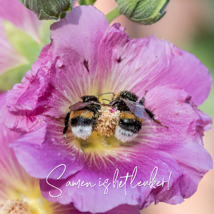 Wenskaarten - Liefdekaart met twee hommels samen in een bloem