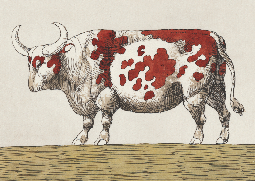 Wenskaarten - Originele kaart van een roodbonte koe