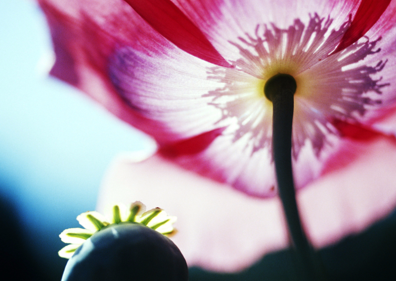 Wenskaarten - Papaver en roze bloem-isf