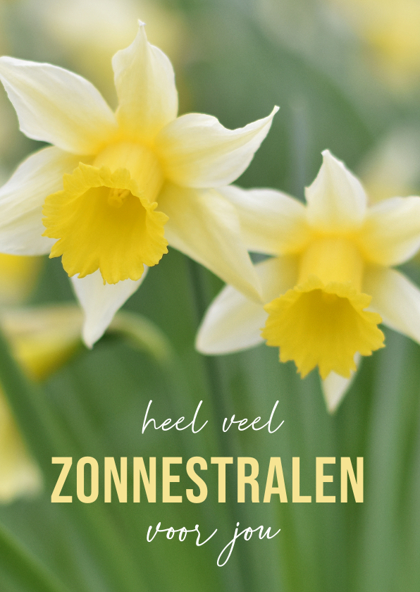 Wenskaarten - Vrolijke wenskaart met gele narcissen - veel zonnestralen!