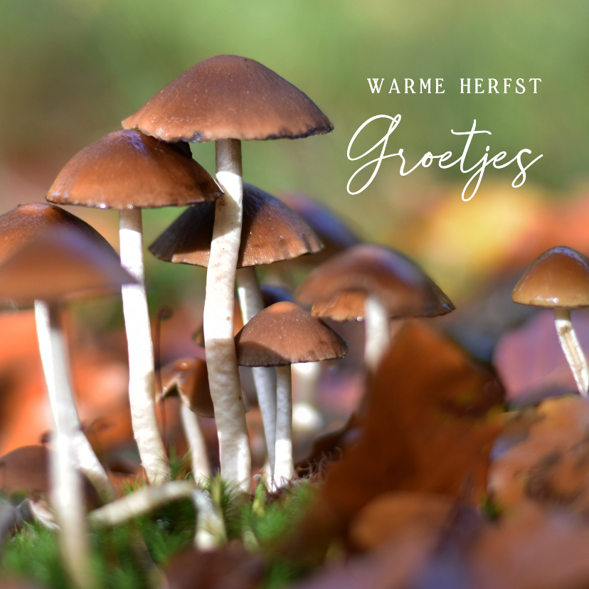 Wenskaarten - Wenskaart met natuurfoto van bruine paddenstoelen