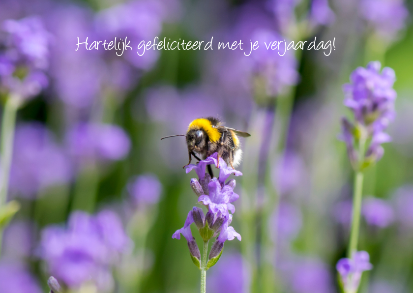 Wenskaarten - Wenskaart met paarse lavendel een een vrolijke hommel